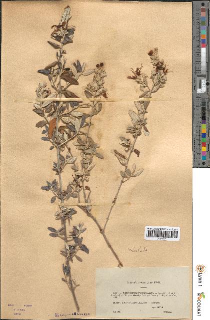 spécimen de Teucrium fruticans