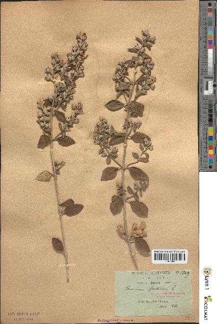 spécimen de Teucrium fruticans