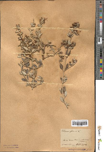 spécimen de Teucrium fruticans