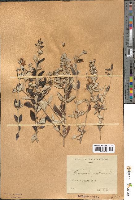 spécimen de Teucrium fruticans