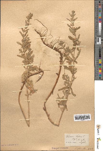 spécimen de Teucrium scordium