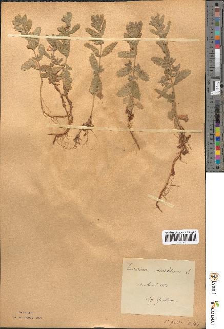 spécimen de Teucrium scordium