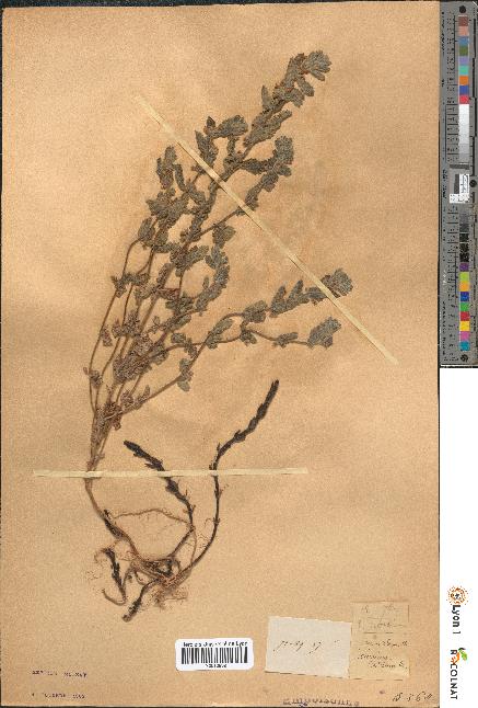 spécimen de Teucrium scordium