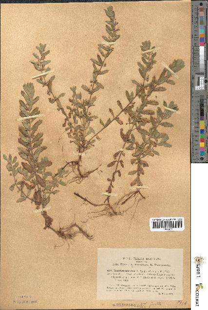 spécimen de Teucrium scordium