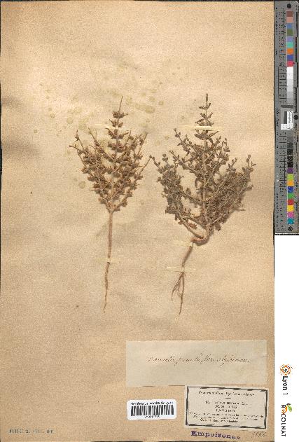 spécimen de Teucrium spinosum