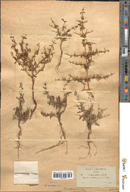 spécimen de Teucrium spinosum