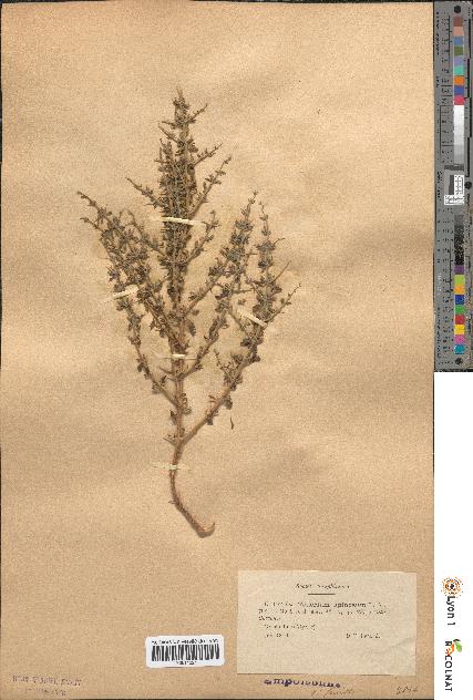 spécimen de Teucrium spinosum