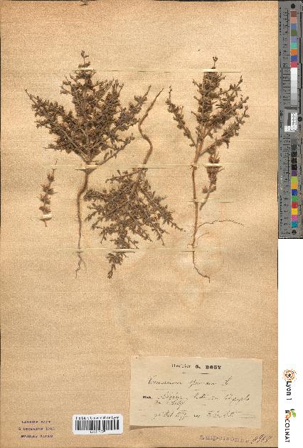 spécimen de Teucrium spinosum