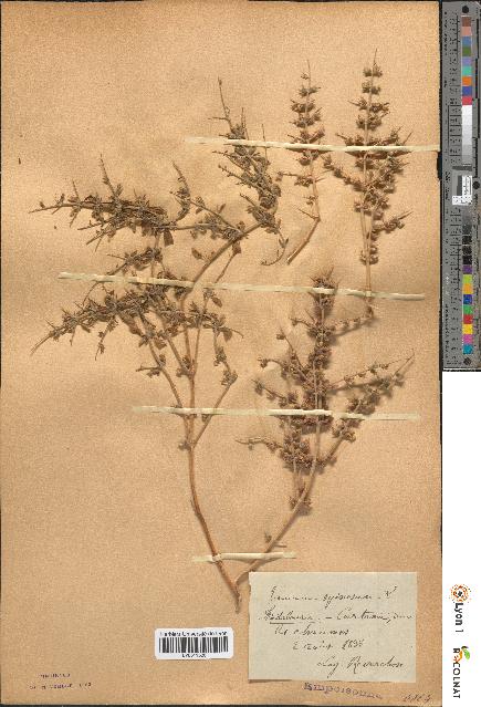 spécimen de Teucrium spinosum