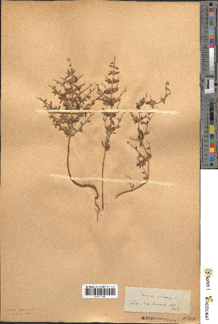 spécimen de Teucrium spinosum