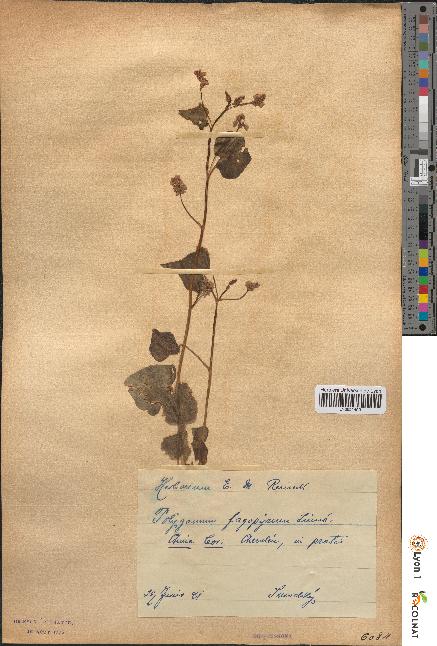 spécimen de Polygonum fagopyrum