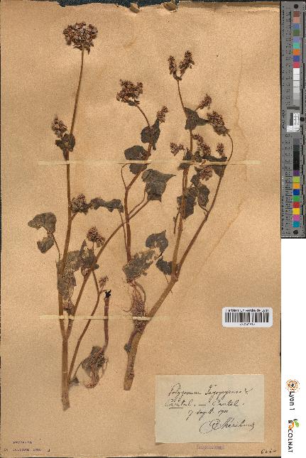 spécimen de Polygonum fagopyrum