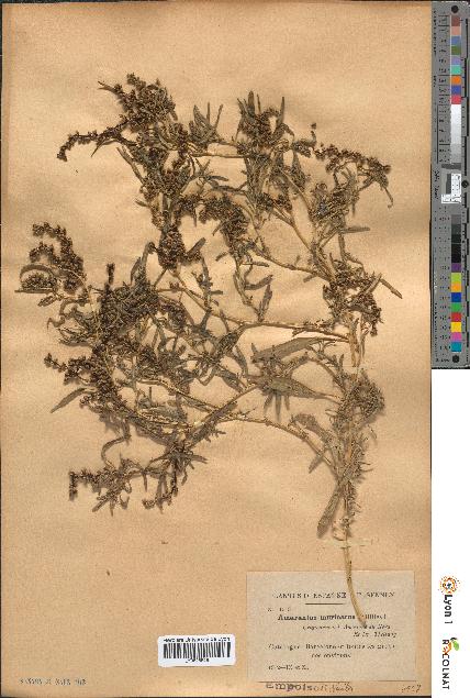 spécimen de Amaranthus muricatus