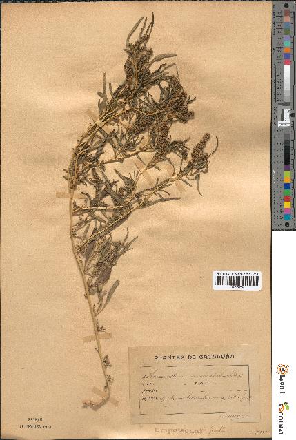 spécimen de Amaranthus muricatus