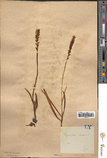 spécimen de Gymnadenia odoratissima