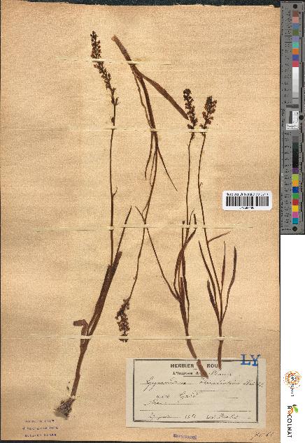 spécimen de Gymnadenia odoratissima