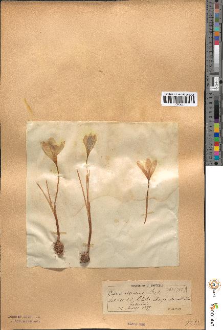 spécimen de Crocus etruscus