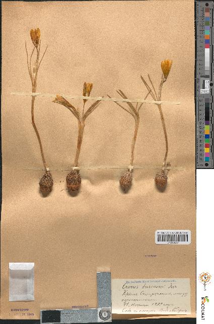 spécimen de Crocus fusianus