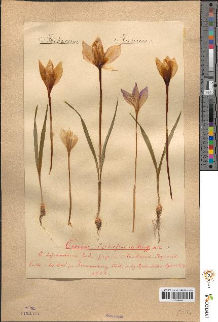 spécimen de Crocus iridiflorus