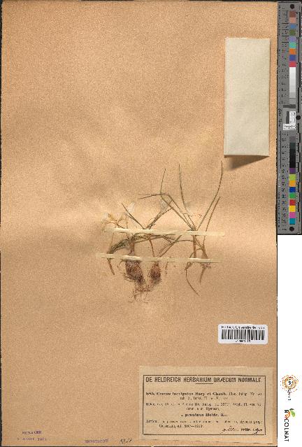spécimen de Crocus laevigatus