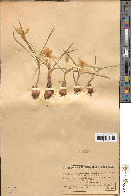 spécimen de Crocus laevigatus