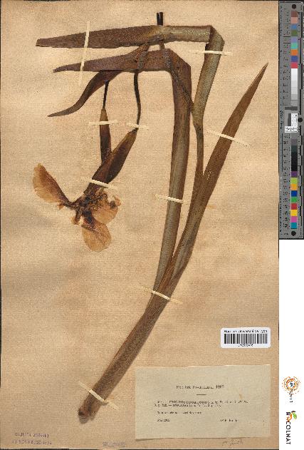 spécimen de Iris pseudacorus