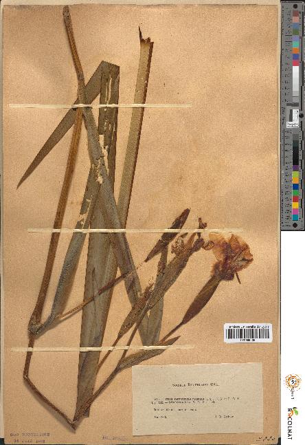 spécimen de Iris pseudacorus