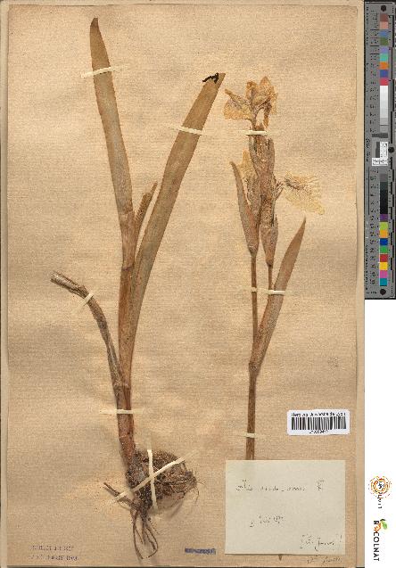 spécimen de Iris pseudacorus
