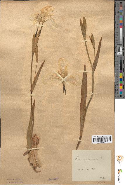spécimen de Iris pseudacorus