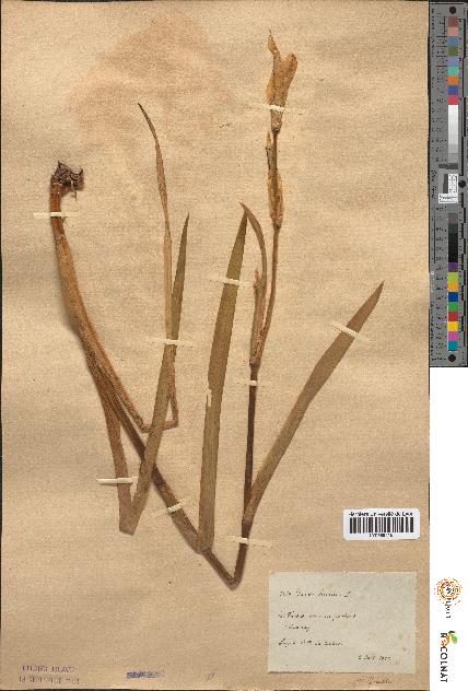 spécimen de Iris pseudacorus
