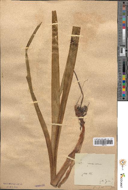 spécimen de Iris pseudacorus