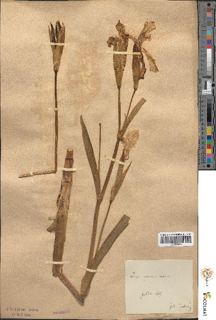 spécimen de Iris pseudacorus