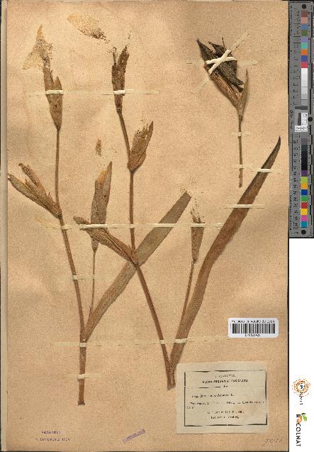 spécimen de Iris pseudacorus