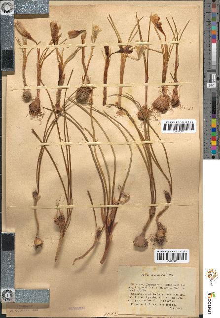 spécimen de Crocus versicolor