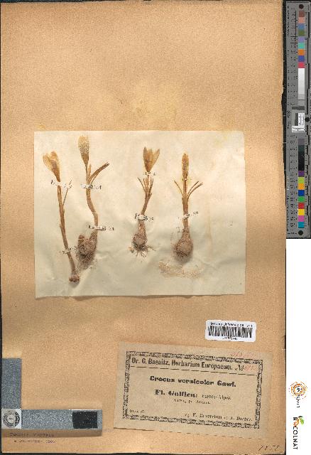 spécimen de Crocus versicolor