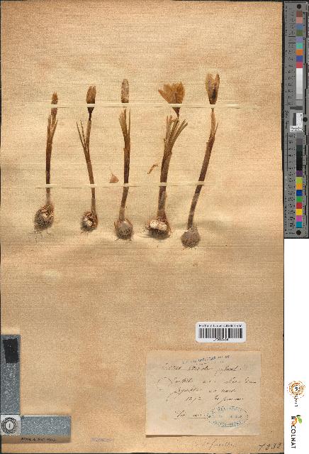 spécimen de Crocus versicolor