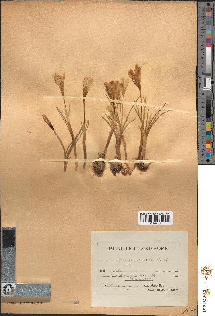 spécimen de Crocus versicolor