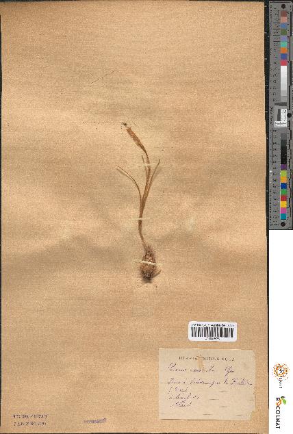 spécimen de Crocus versicolor