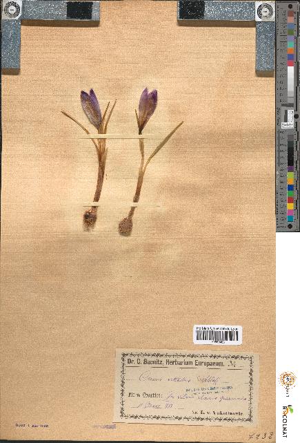 spécimen de Crocus vittatus