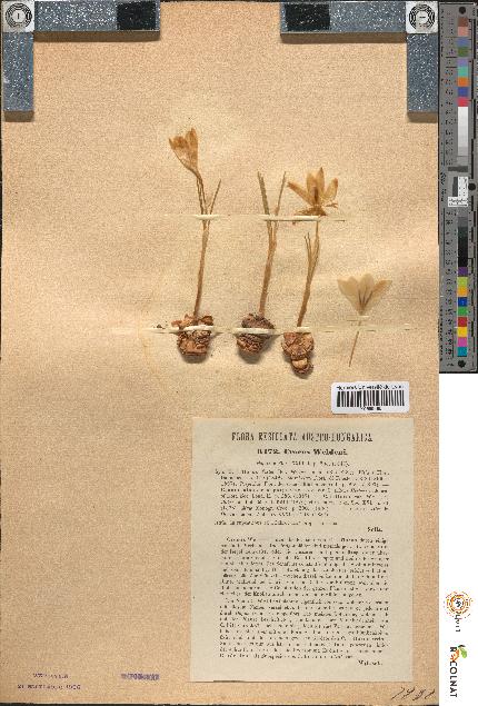 spécimen de Crocus weldenii