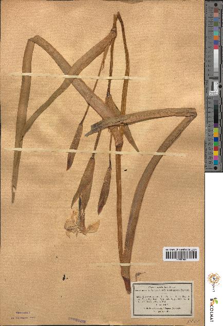 spécimen de Iris pseudacorus