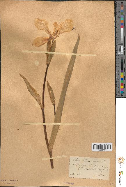 spécimen de Iris pseudacorus