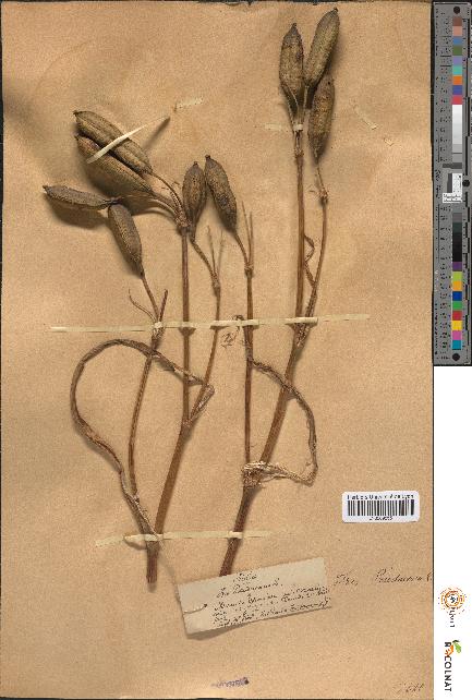 spécimen de Iris pseudacorus