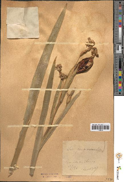 spécimen de Iris pseudacorus