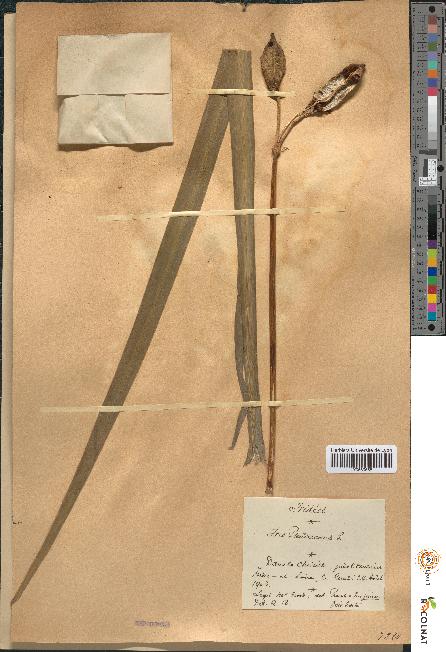 spécimen de Iris pseudacorus