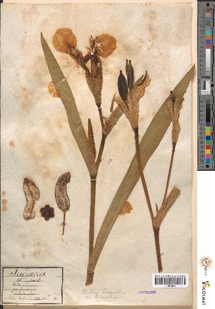 spécimen de Iris pseudacorus