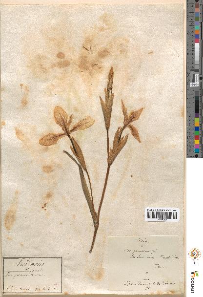 spécimen de Iris pseudacorus