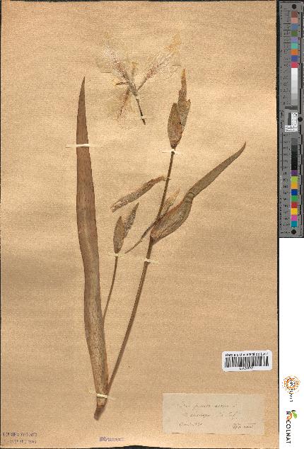 spécimen de Iris pseudacorus