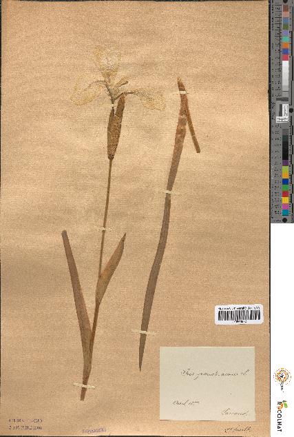 spécimen de Iris pseudacorus