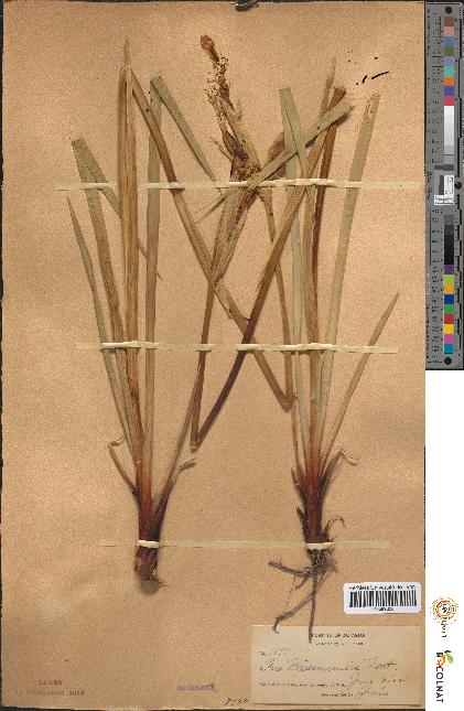 spécimen de Iris missouriensis